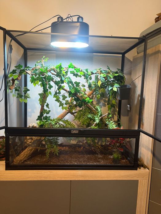 Terrarium dla kameleona