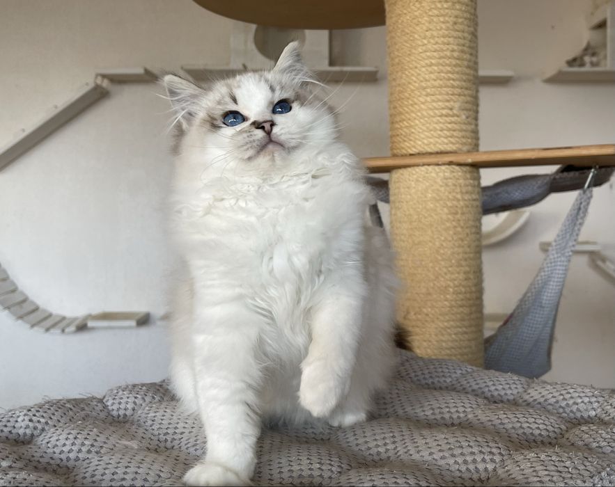 Ragdoll kocurek Zack - seal lynx bicolor, rodowód FPL