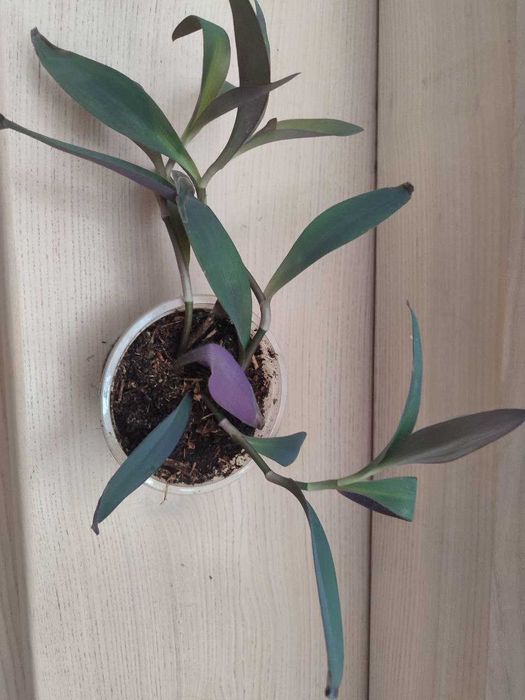 Фіолетова сеткреазія