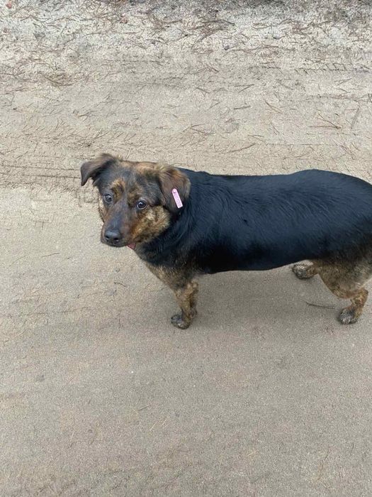 Собаки стерилизованы привиты добрые