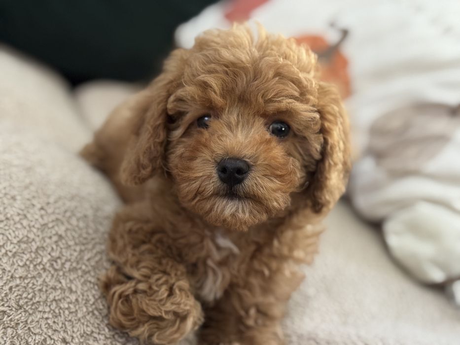 Cavapoo piesek