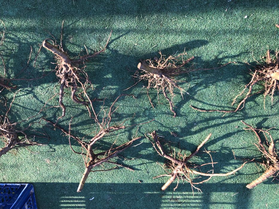 KARPY Paulownia Oxytree Paulovnia Paulownia Drzewo Tlenow 2 LETNIE !!