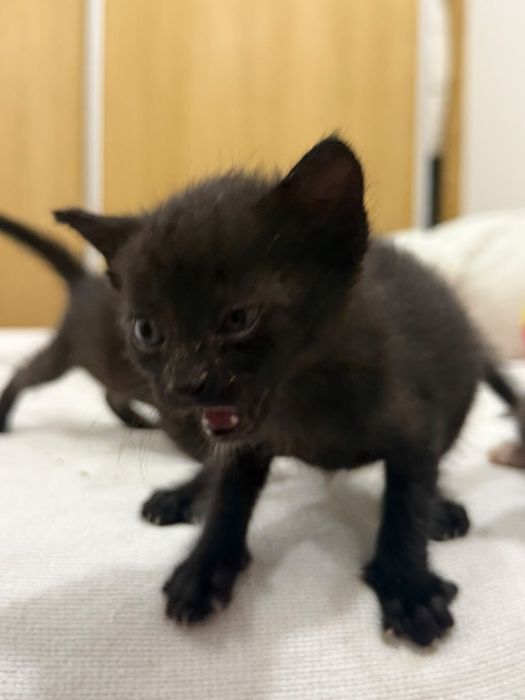 Gatinhos para adoção responsável