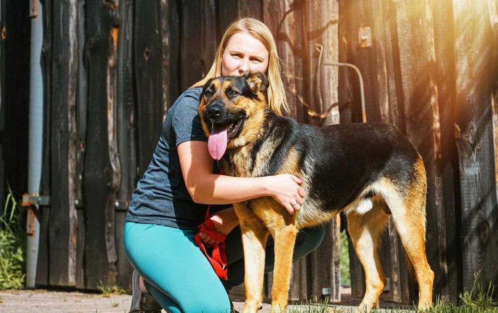 Impas - piękny pies w typie owczarek niemiecki