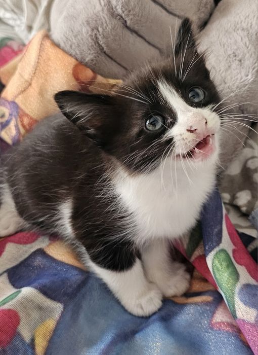Gatinhos bebés adoção responsável