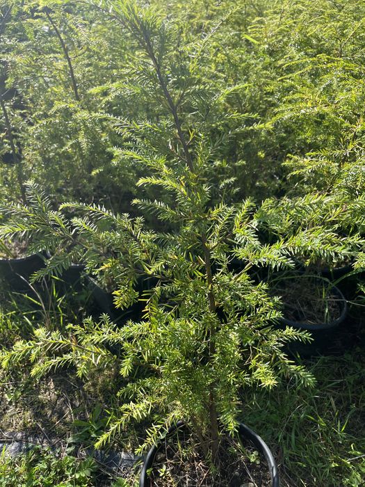 Choina kanadyjska zywoplot