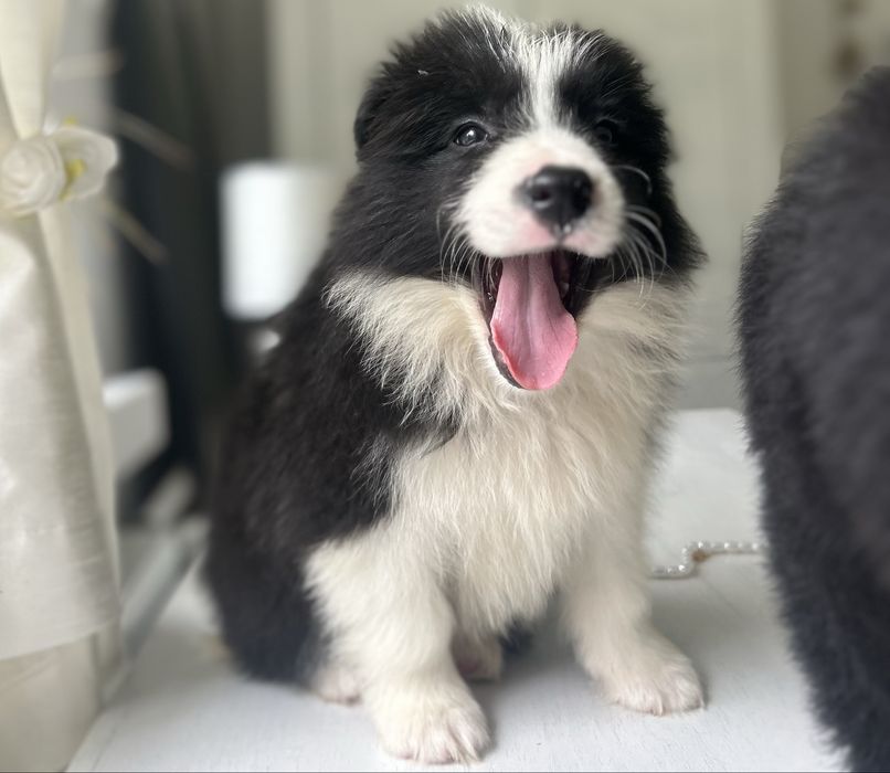 Border collie szczenię z rodowodem