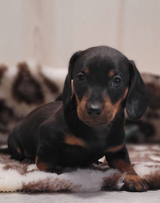 Jamnik Krótkowłosy Miniaturowy Śliczny Maluszek