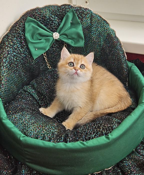 Золотая британская шиншилла кот котята котик хлопчик кіт