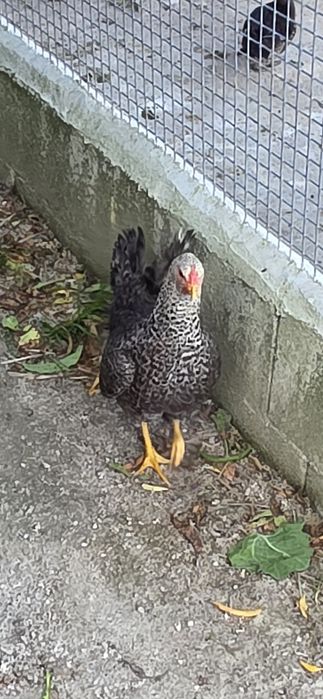 Vendo garnizas do ano passado