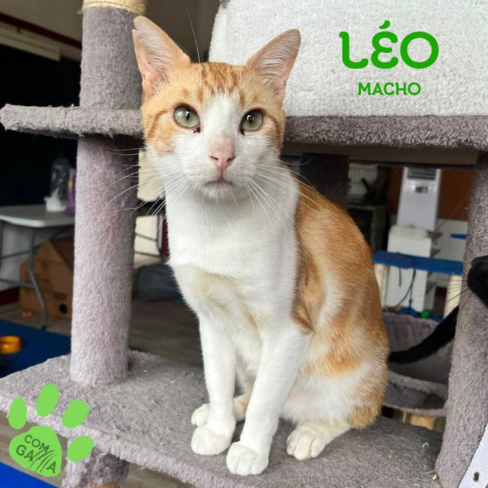Léo está pronto para encontrar a sua família