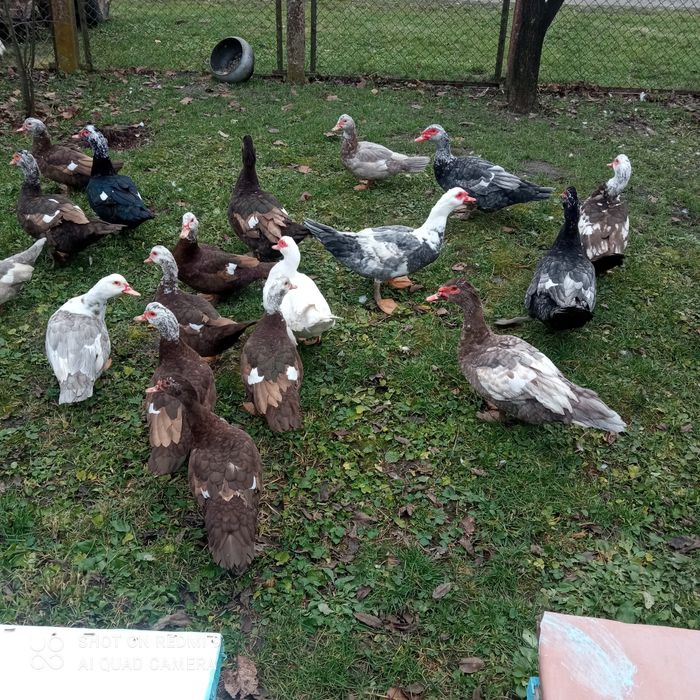 Продам Індокачок та інкубаційні яйця.