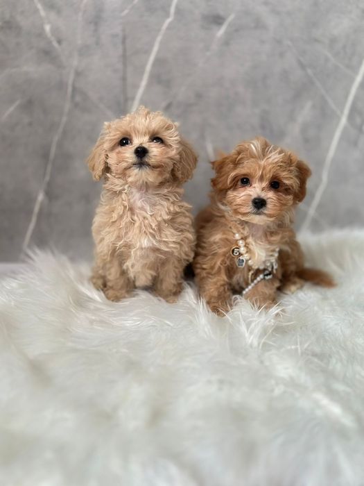 Мальтіпу собачки.  Мікро мальтипу. Мрія! Хлопчики та дівчатка. Лагідна