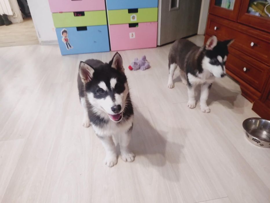 Aktualizacja : ostatnia suczka Alaskan Malamute