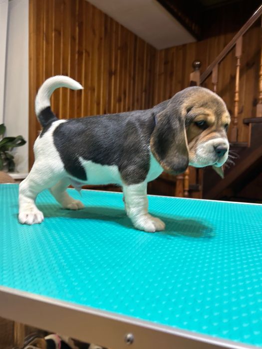 Щенята бігля. Яскравий класичний триколор