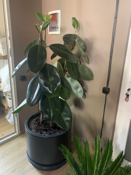 Фікус Робута вис  1, 80  РОЗПРОДАЖ