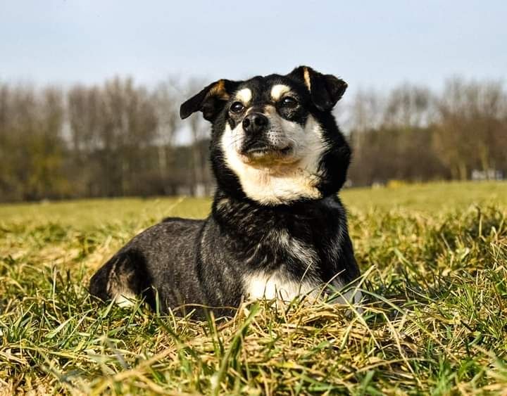 W schronisku jest od 2017 roku... Kiedy znajdziemy jej Dom?