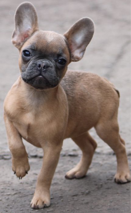 Французький бульдог