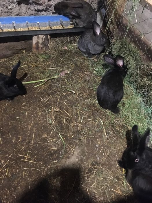 Продам молодняк кроликів