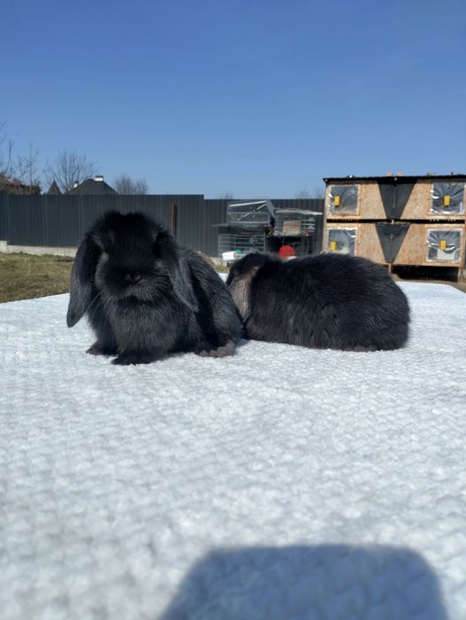 Декоративні кролики