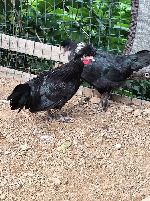 Galos de raça traçada