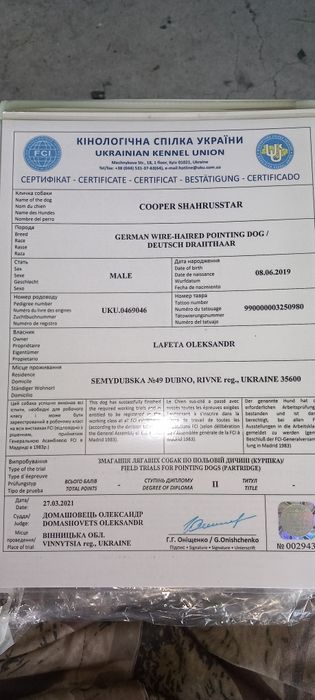 Вязка Дратхаар В'ЯЗКА