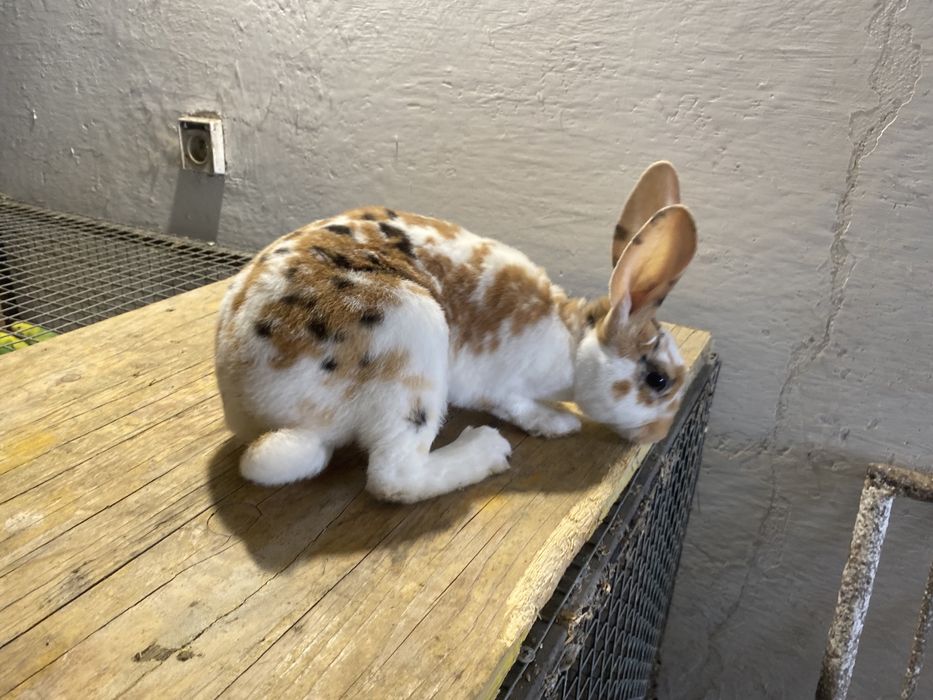 Rex trójbarwny, samczyk, królik