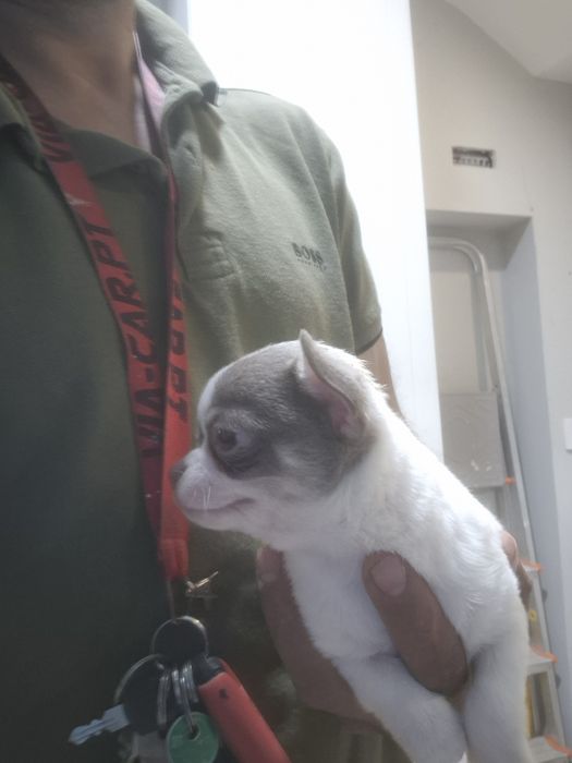 Lindamenina chihuahua