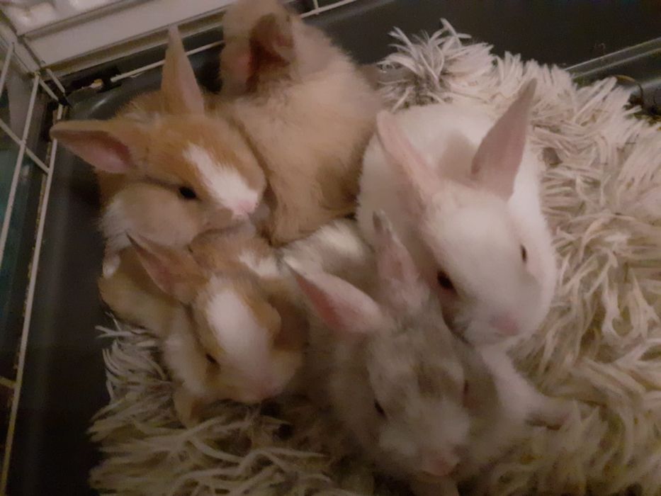 Miesięczne kroliczki