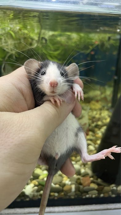 Пацюки дамбо, крисята хаскі, голубі , крысы