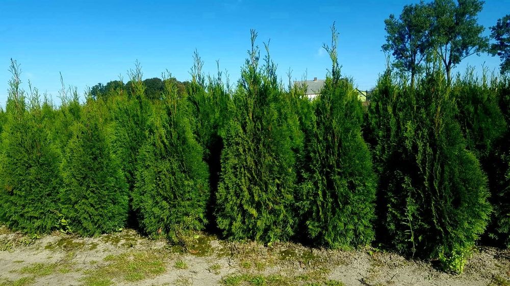 Tuja, tuje szmaragd wysokość 90cm-170cm. Szkółka Krupocin.