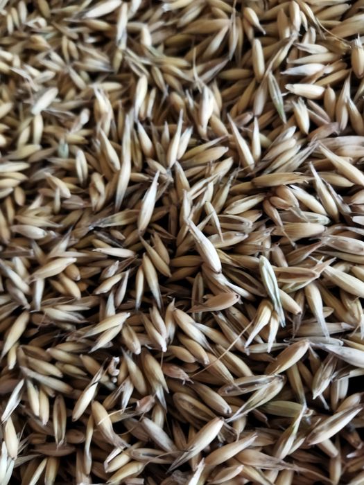 Zboże na sprzedaż owies i pszenica.