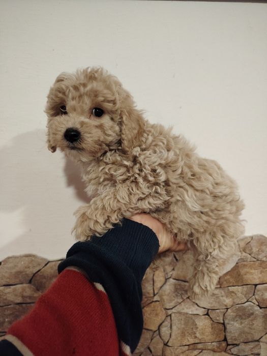 Caniche toy macho