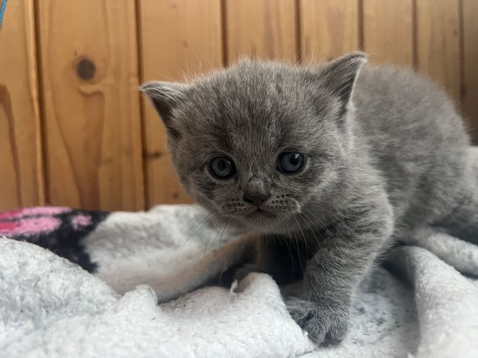 Шотланські кошенята