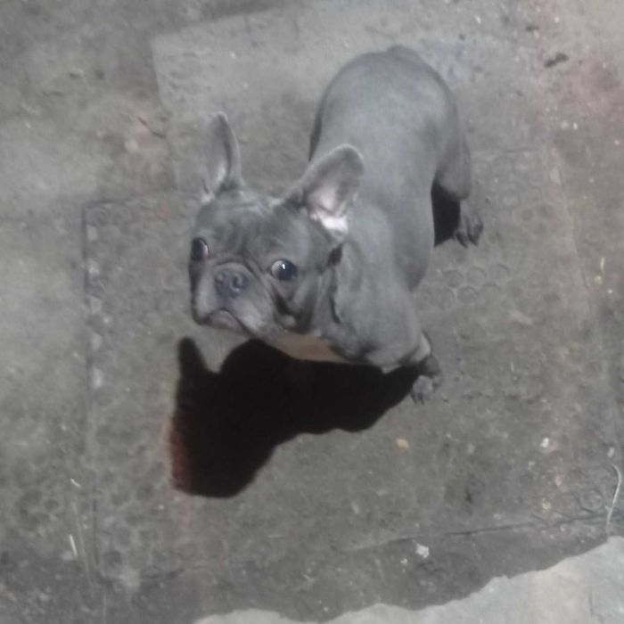 Девочка породы французский бульдог.