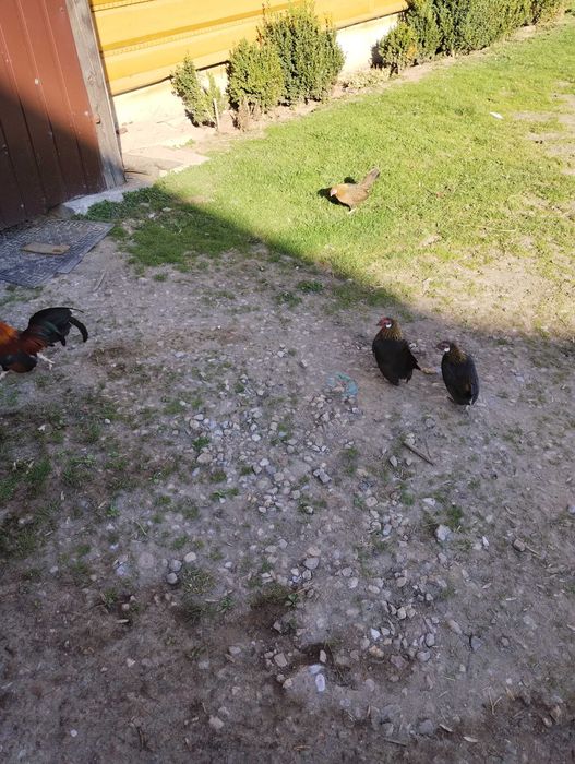 Kury liliputki 2 kurki plus kogut