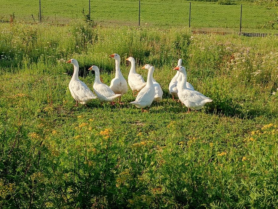 Sprzedam gęsi kołudzkie