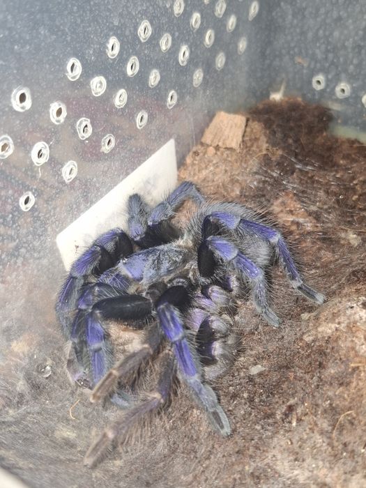 Lasiocyano sazimai dorosła dopuszczona samica