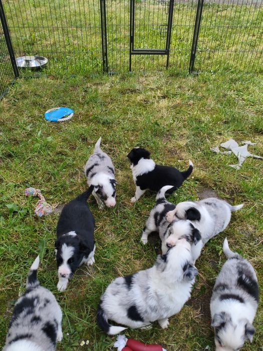 Pieski border collie