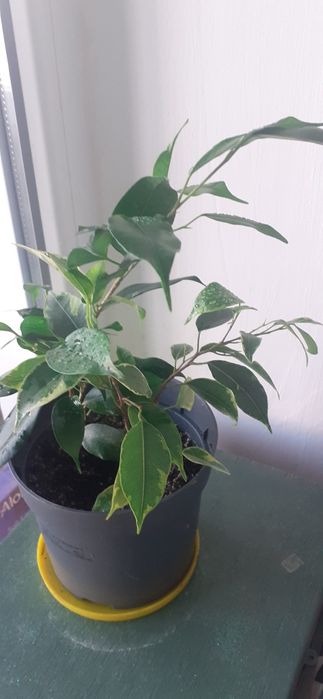 Фикусы разных размеров