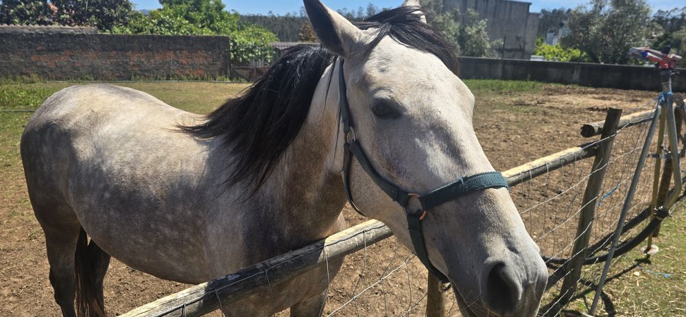 Égua traçada lusitano