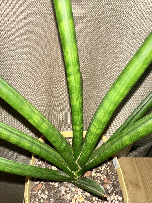 Сансевієрія  Bob smile аубрутіана айо