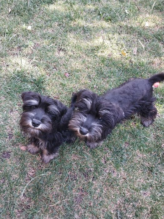 Продам щенков цвергшнауцера