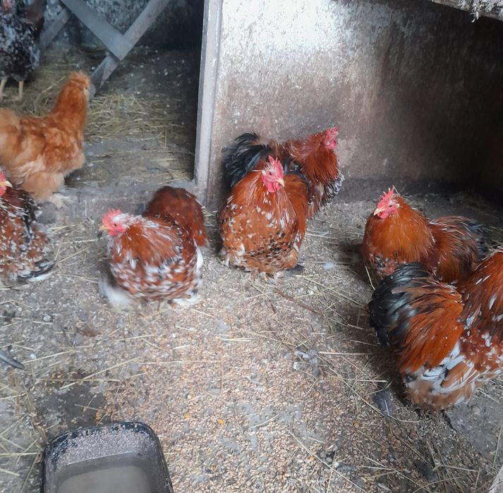 Kochiny miniatutowe porcelanowe