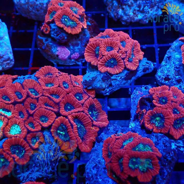 Acanthastrea red koralowiec akwarium morskie Korale.Pro koralowce