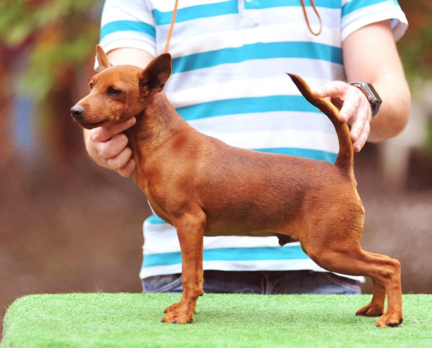 Мальчик цвергпинчер