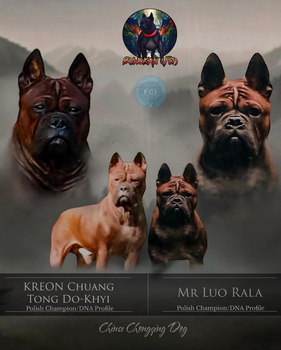 Chongqing Dog FCI