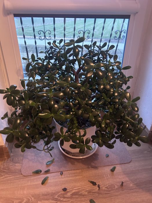 Drzewko szczescia duze w super stanie i prezencji :)