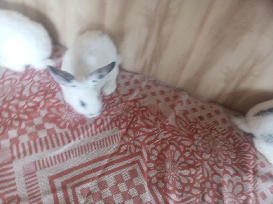 В продаже кролики