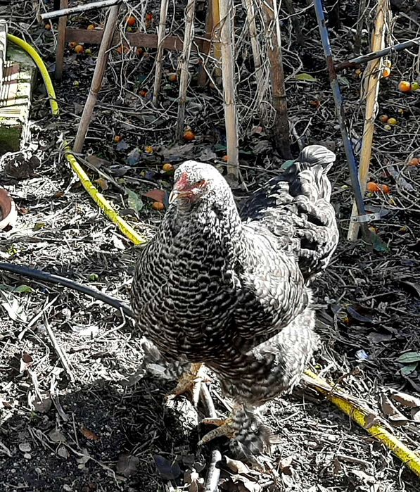 Vende-se galinhas brahma, prestes a iniciar postura, em Mafra/Ericeira